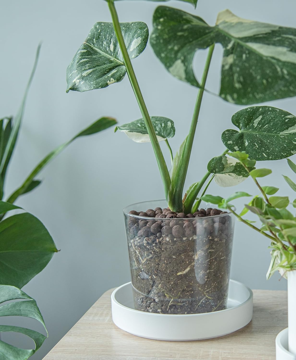 Phoenix Vine 8 Inch Plastic Plant Saucer Water Drip Tray, Heavy Sturdy Round Plant Drainage Tray for Indoors Outdoor, Set of 2, Matte White, 21-TY-8W-2