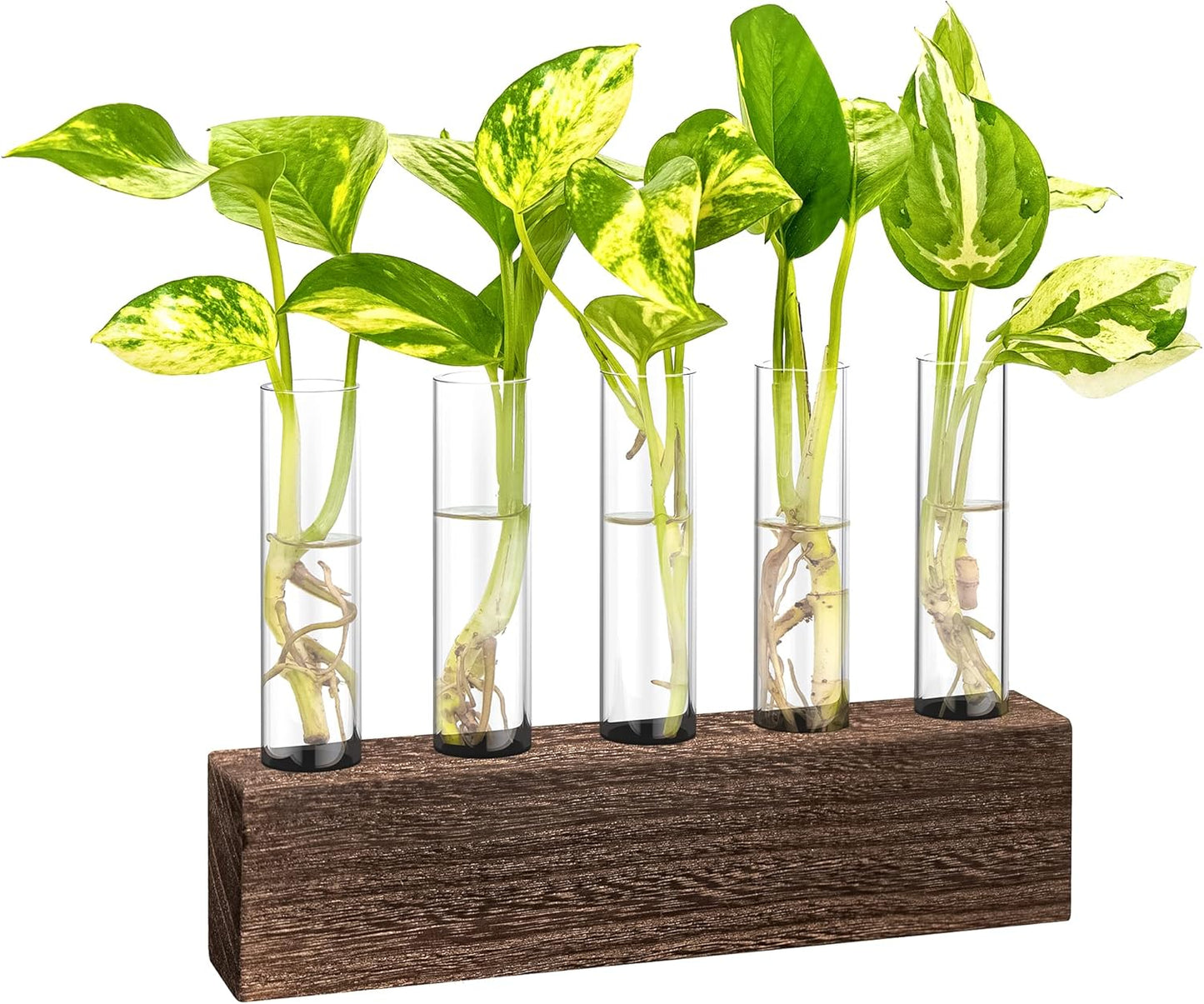 KAXYEW Desktop Glass Plant Propagation Station Test Tube Plant Terrarium in Wooden Stand for Hydroponic Plants Cutting Office Home Decoration Gift for Women (5 Test Tubes-BR)