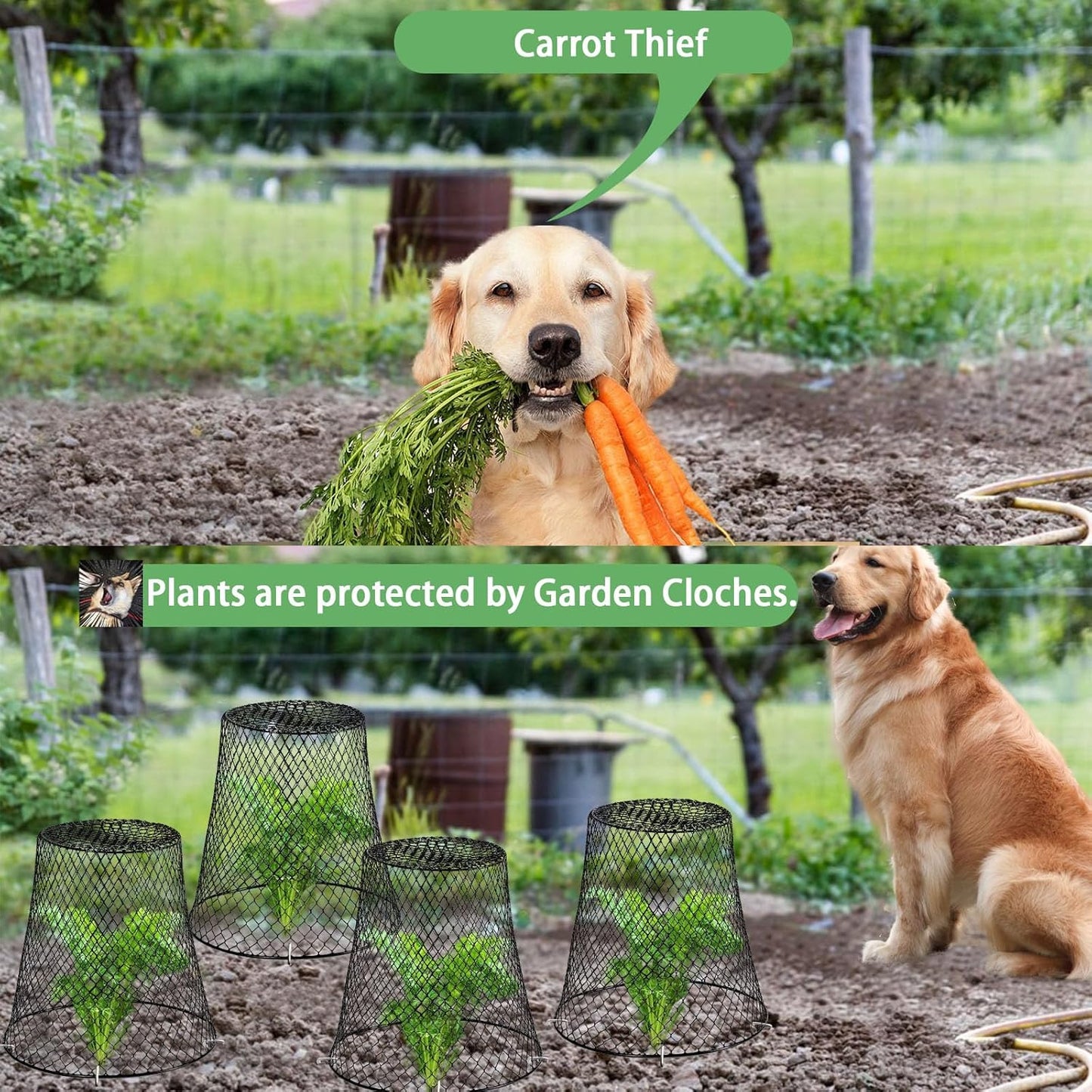 Garden Cloches for Plants, Sapbontchi Chicken Wire Plant Covers Plant Protectors from Animals Plant Protector Metal Plant Cages to Keep Rabbits Out Bunnies Chicken Squirrels Bird Out