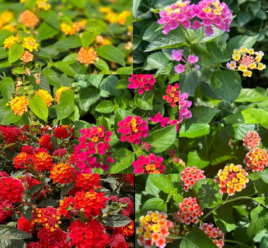 Lantana Camara Flowers - Two Mixed (2) Live Plants - Plants, not Seeds - Attracts Hummingbirds & Butterflies - Each in 4 inch Pots