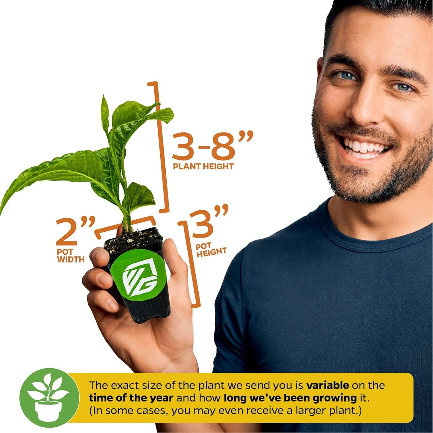 Purple Possum Passion Fruit Vine Live Plant – Passiflora edulis by Wellspring Gardens – Sweet, Aromatic Fruit – Fast-Growing & Self-Pollinating – Great for Fences, Trellises & Containers (2-Pack)