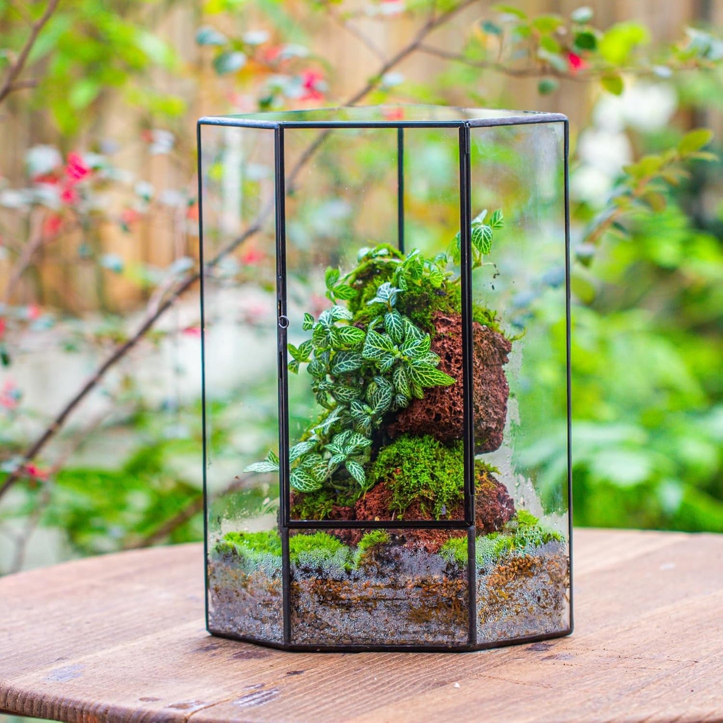 NCYP Wall Corner Geometric Glass Terrarium, Closed Front Opening Door Container Planter for Succulents, Small Plants - Black, Indoor Decor, Tabletop Landscape, 6.1" x 6.1" x 11.8" (Terrarium Only)