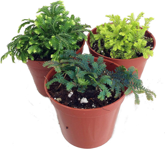 3 Club Moss Plants - Selaginella - Terrariums, Fairy Gardens - 2" Pots