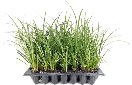 Evergreen Giant Liriope Muscari - 10 Live Plants - Drought Tolerant Low Maintenance Evergreen Groundcover Grass