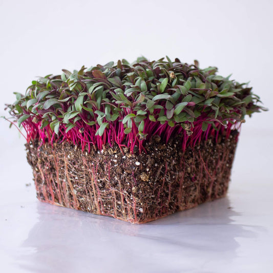 Beet Seeds - Red Round - 1 Oz ~1,500 Seeds - Beta vulgaris - Microgreens Seed - Non-GMO, Heirloom, Open Pollinated, Annual