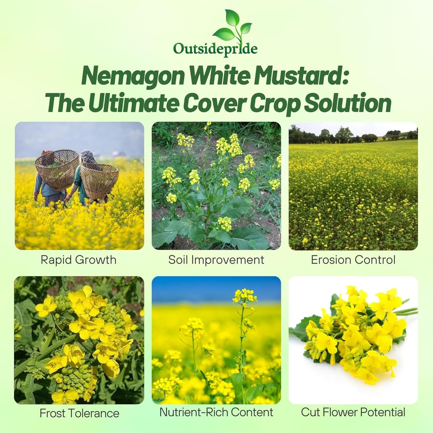 Outsidepride White Mustard Seeds for Planting - 10 lb Annual Cover Crop Seeds w/Deep Root System, High Protein Forage, Ideal for Soil Fertility, Crop Rotations, & Livestock Nutrition