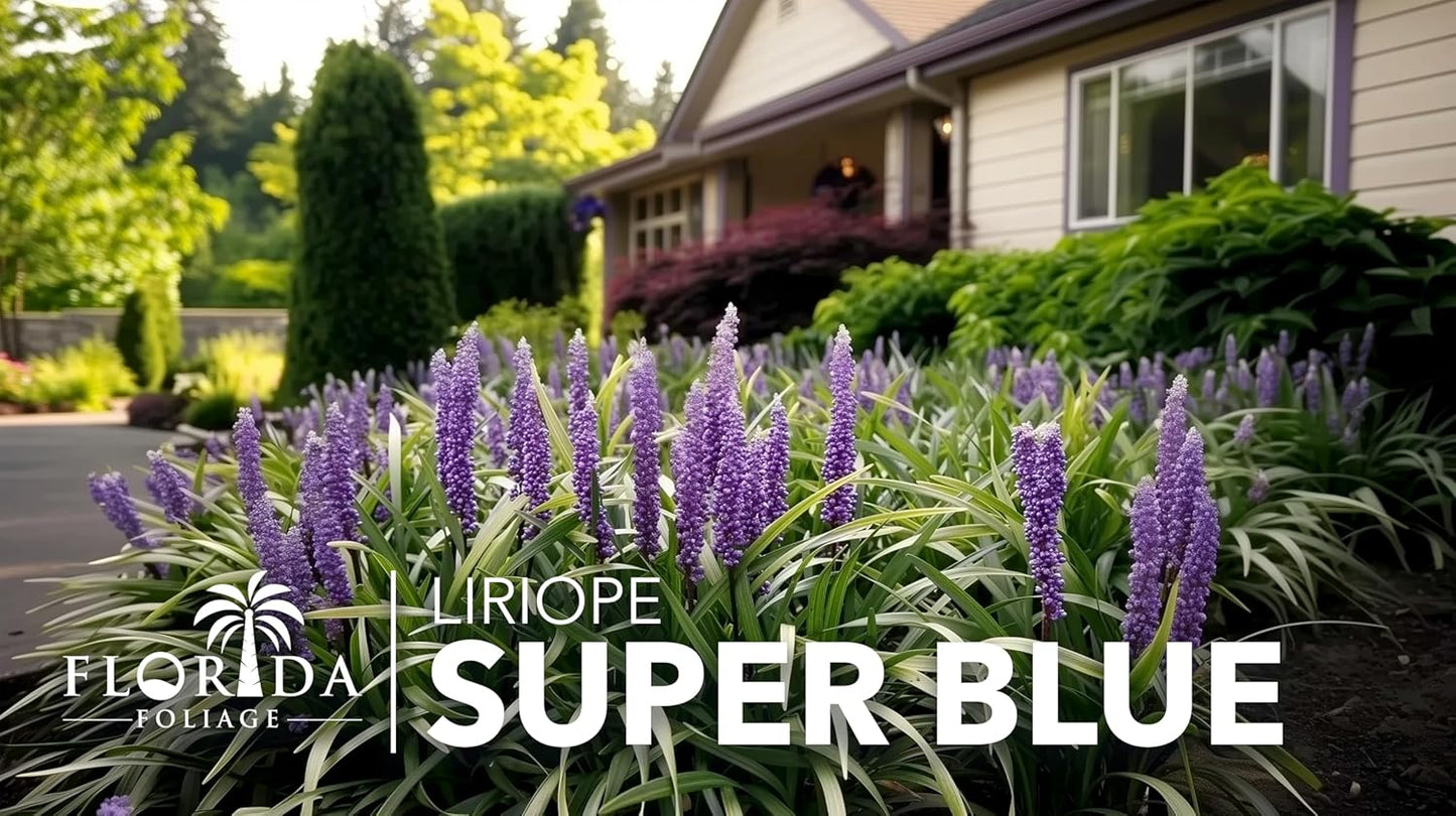 Super Blue | 30 Live Plants | Liriope Muscari | Ground Cover Plant, Ornamental Grass, Drought Tolerant, Low Maintenance, Evergreen Foliage, Purple Flower Spikes, Shade Garden Favorite, Easy to Grow