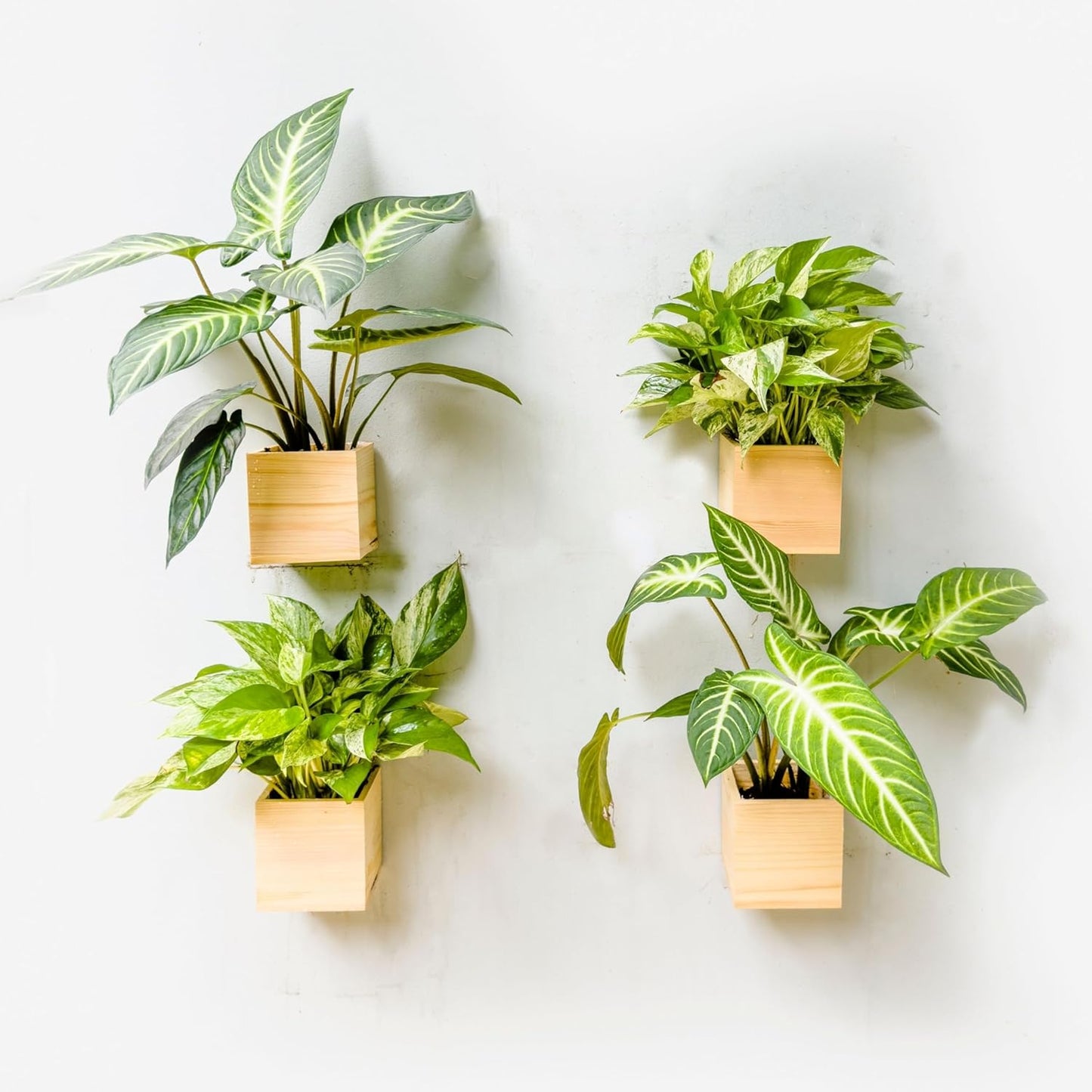 LaLaGreen Wooden Planter Box for Plants (4x4 Inch, 4 Pack) Small Square Wall Planters for Indoor Plant, Natural Wood Hanging Flower Pot Herb Planter Table Centerpiece Modern Home Garden Office Decor