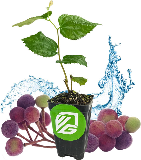 Sherbet Berry Live Plant (Phalsa/Falsa) - Grewia asiatica - Wellspring Gardens Starter Plant - Live Plant Rare Fruit-Bearing Tree - Easy to Grow Tropical Plants for Garden, Yard, Patio & Landscaping