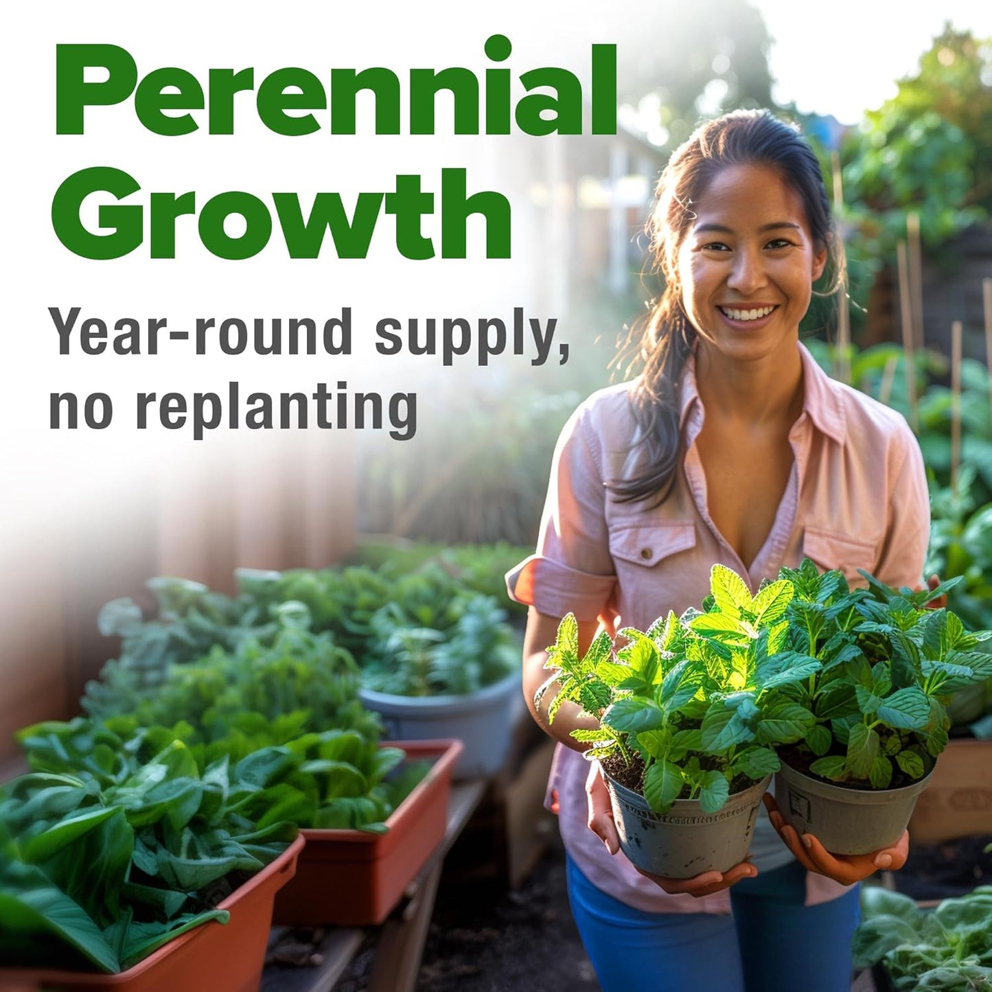 HOME GROWN Premium Common Mint Seeds (Bulk Pack) 3,600 𝗡𝗢𝗡-𝗚𝗠𝗢 𝗨𝗦𝗔 Heirloom Herb Seeds, USA Sourced | Ideal for Planting Outdoors or Indoors for a Fresh Mint Tea Garden (Mentha spp)