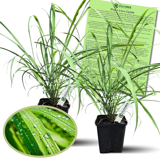 Clovers Garden 2 Large Lemongrass Plants Live - Mosquito Repellent Plants 4”– 7” Tall in 3.5” Pots - Non-GMO Edible Medicinal Herb Cymbopogon Citratus