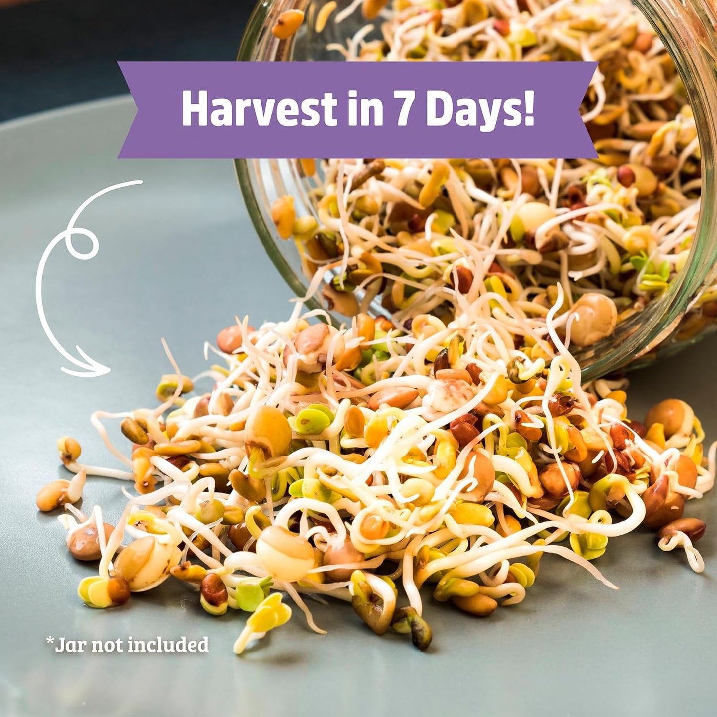 Back to the Roots 100% Organic 5-Part Salad Seeds | 1 Pound Non-GMO | Nutrient Dense, Easy to Grow, Rich in Fiber