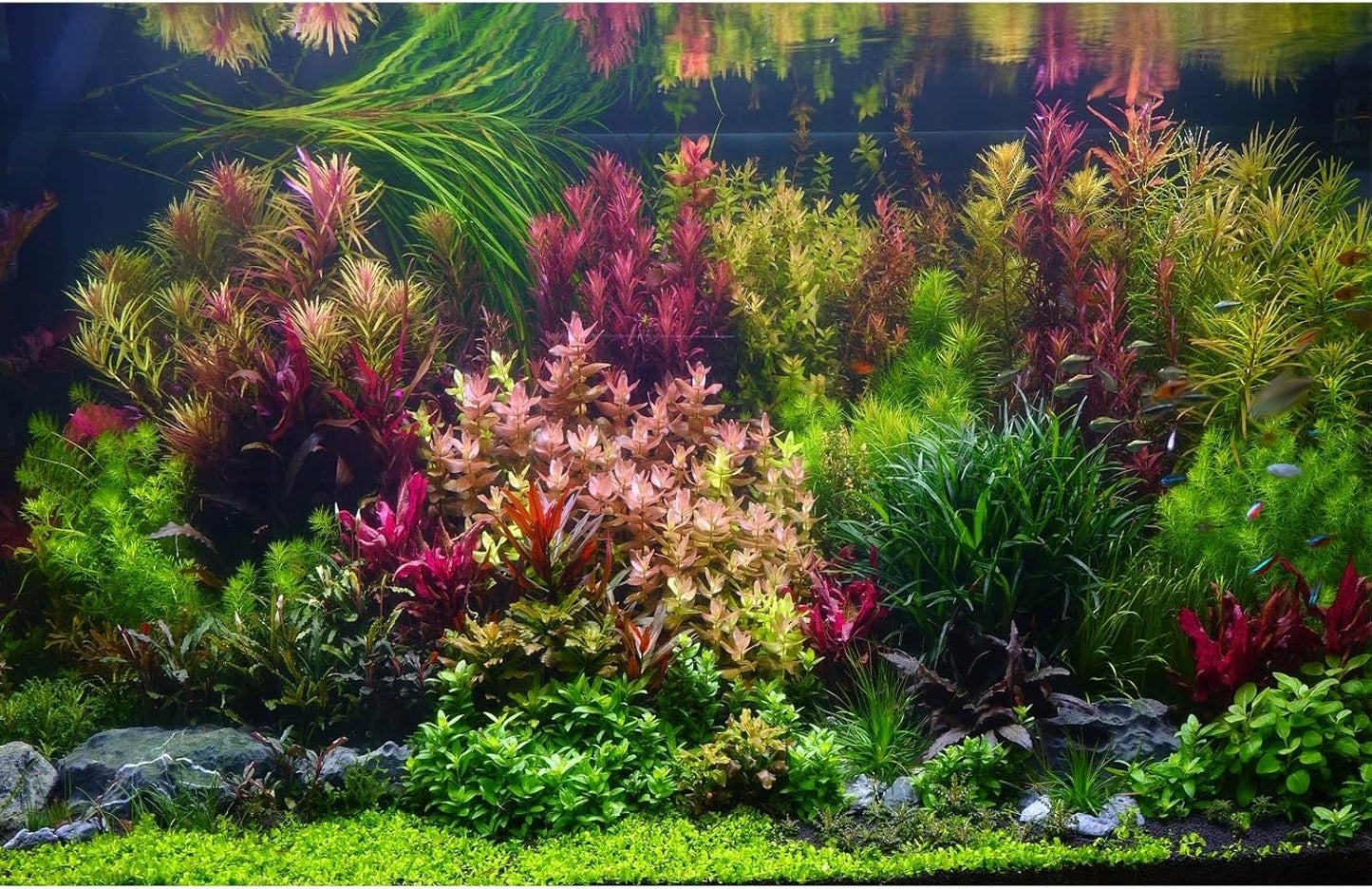 Aquarium Background Various Vivid Fresh Underwater Aquatic Plant Fish Tank Aquarium Backdrop Stone River Bed and Lake Fish Terrarium Background Decor Vinyl 36x18in