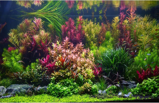 Aquarium Background Various Vivid Fresh Underwater Aquatic Plant Fish Tank Aquarium Backdrop Stone River Bed and Lake Fish Terrarium Background Decor Vinyl 36x18in