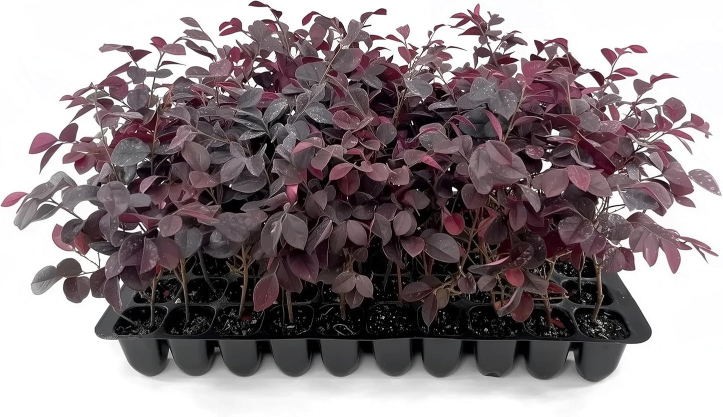 Loropetalum Carolina Midnight | 40 Live Plants | Loropetalum Chinense | Purple Foliage Shrub | Ornamental Landscape Bush | Fast Growing Plants