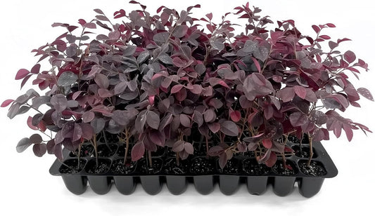 Loropetalum Carolina Midnight | 40 Live Plants | Loropetalum Chinense | Purple Foliage Shrub | Ornamental Landscape Bush | Fast Growing Plants