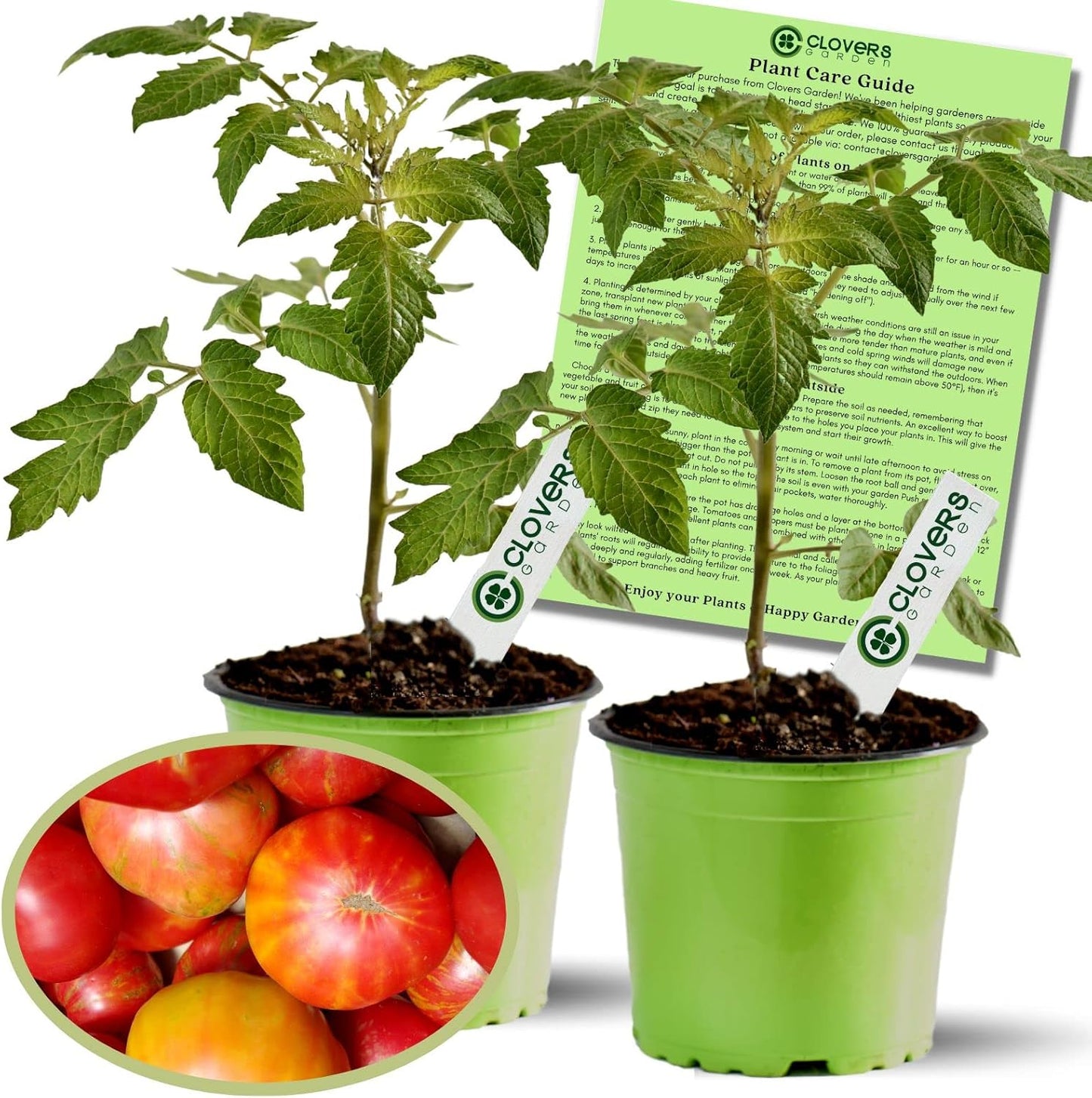 Clovers Garden Big Rainbow Tomato Plants – Two (2) Live Plants – Non-GMO - Not Seeds - Each 4" to 8" Tall – in 4" Inch Pots – Heirloom, Indeterminate