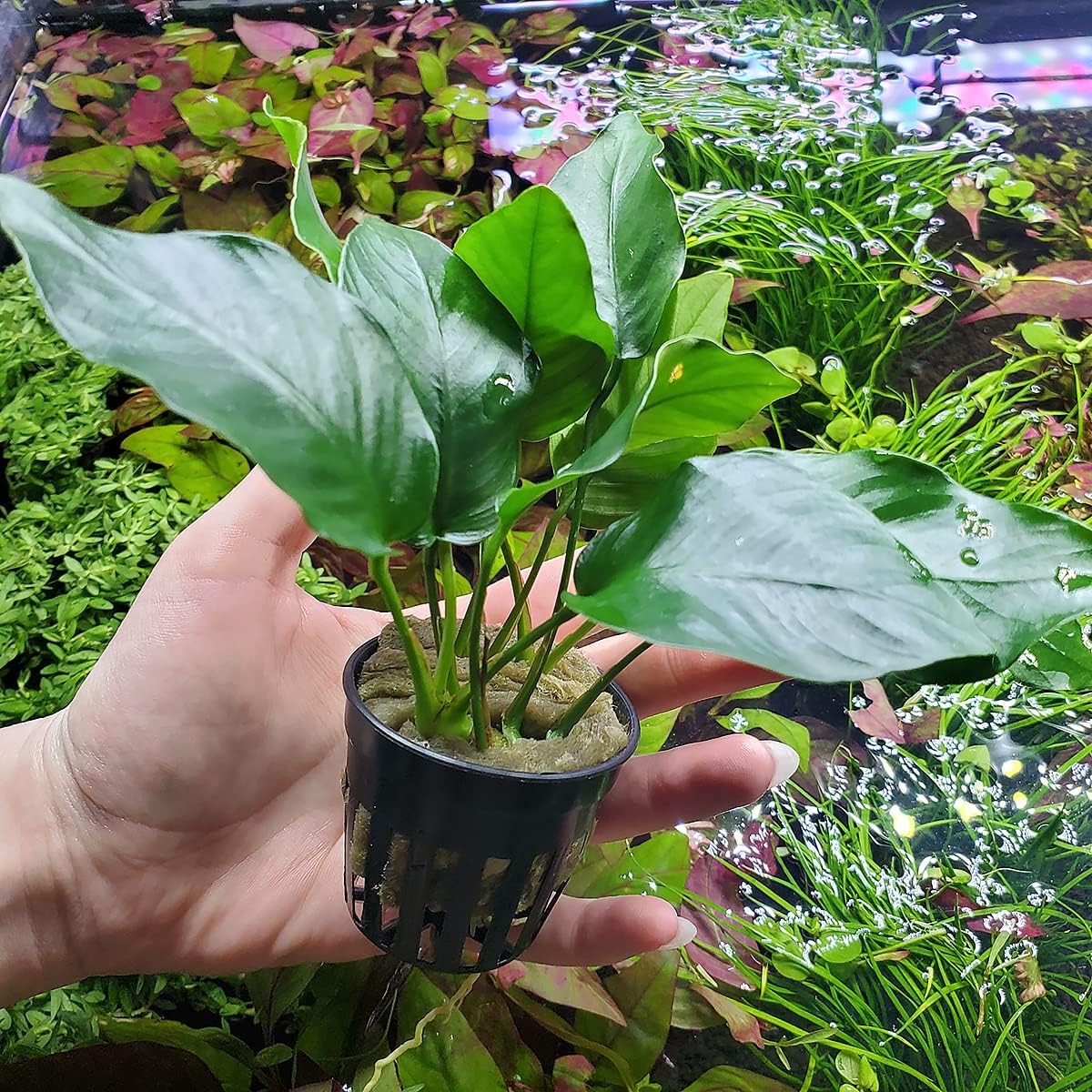 Anubias Live Aquarium Plants - Potted Freshwater Plant for Fish Tanks, Terrariums - Beginner Friendly Low Light (Barteri, 3 Pots)