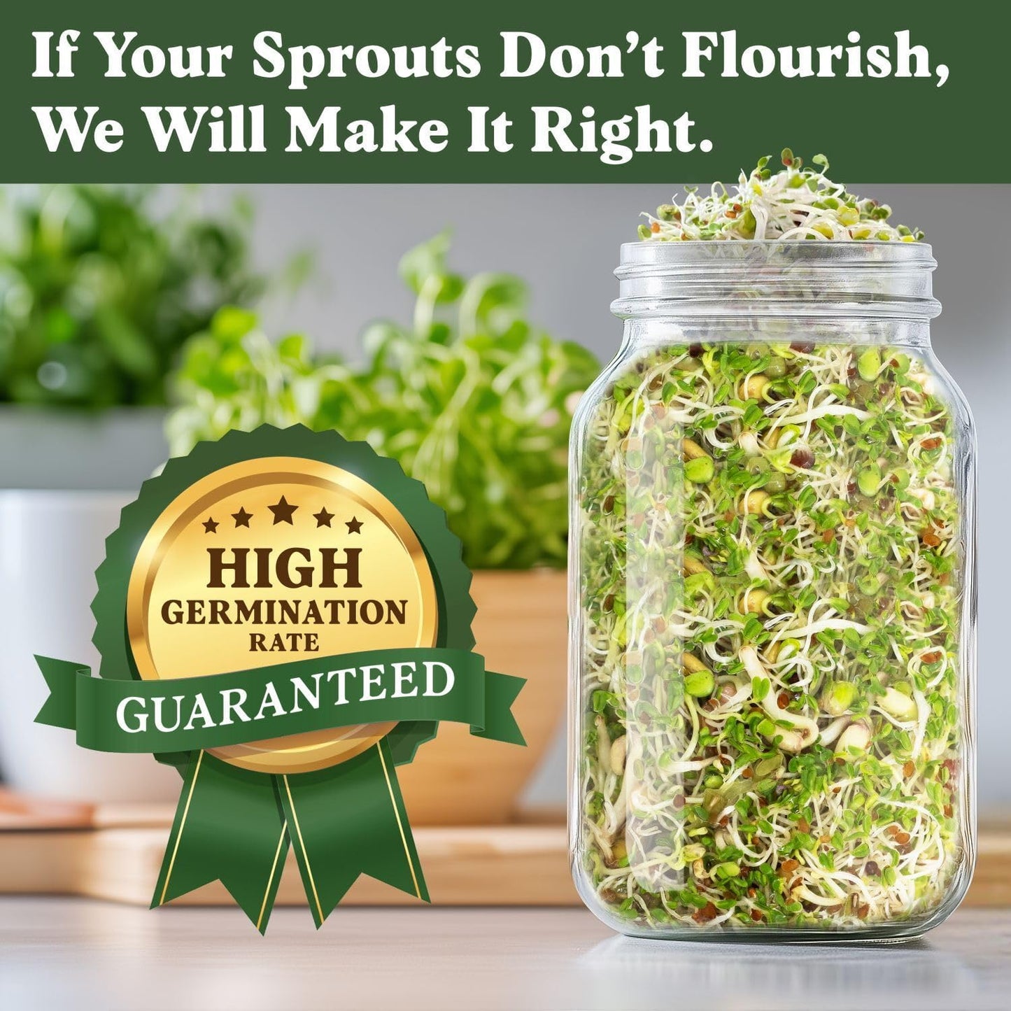 Seedboy Sprouting Kit Bundle - Sprouts Growing Kit with Jar, Lid, Stand and Organic Salad Blend Seeds (8 oz Bag, 24 Servings) - Non-GMO, USA Grown Microgreens - (Sprouting Jar/Salad Blend)