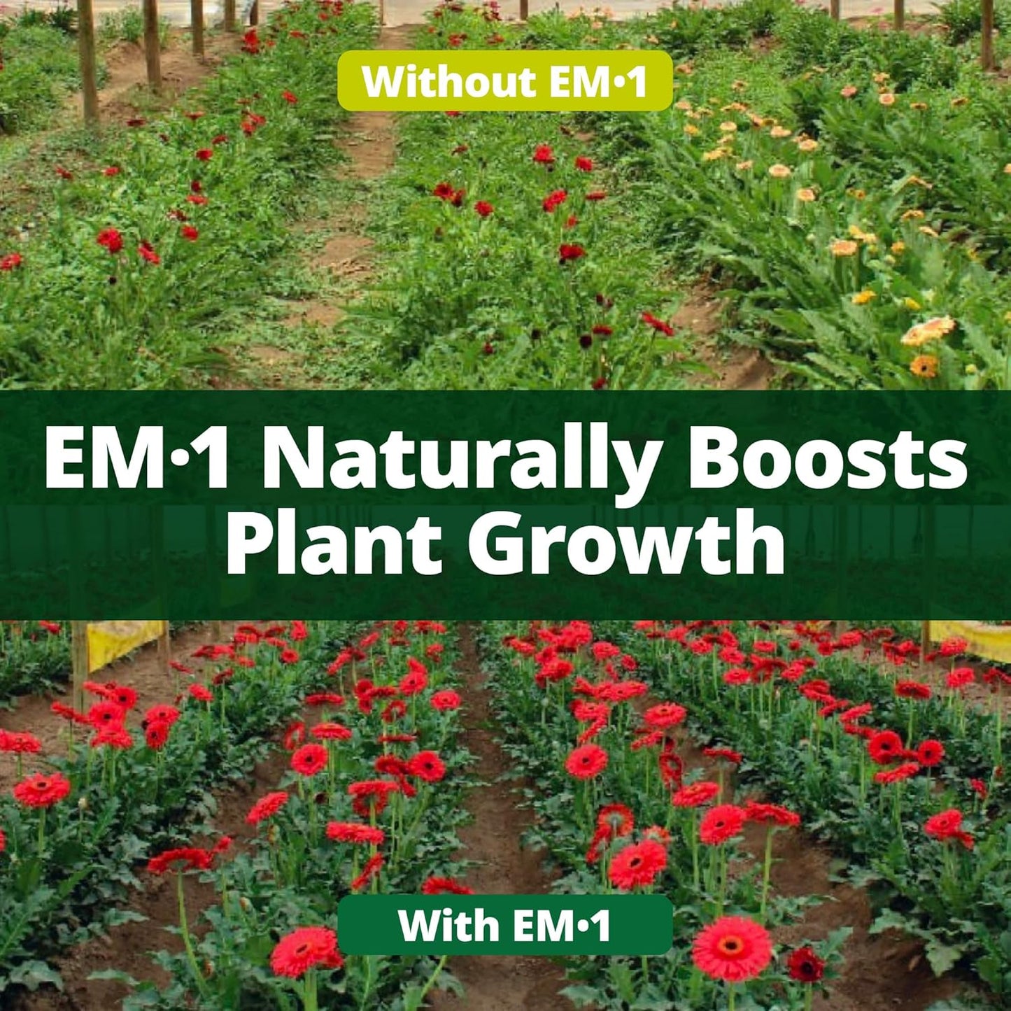 TeraGanix EM-1 Soil Conditioner (1 Btl = 32 Gal), Microbial Inoculant Concentrate, Plant Growth, Root Enhancer, Liquid Probiotic for Soils & Plants, Seed Germination, Gardening, Lawn Care (32 fl oz)