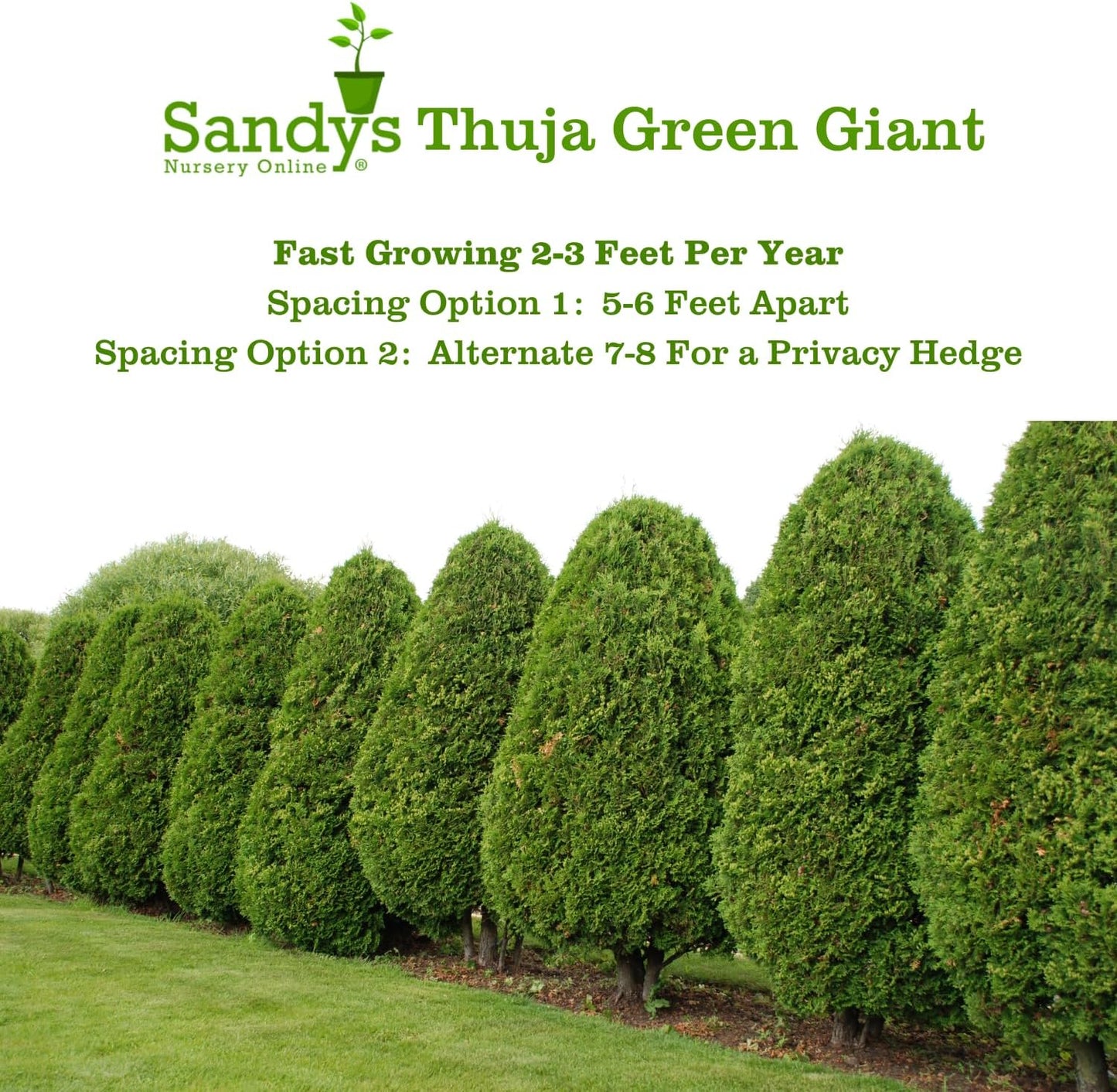 Thuja Green Giant Arborvitae Lot of 30 Each in a Protective Pouch 12-15 inches Tall