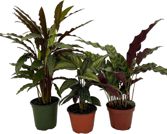 Calathea Assortment - 3 Pack in 4" Pots