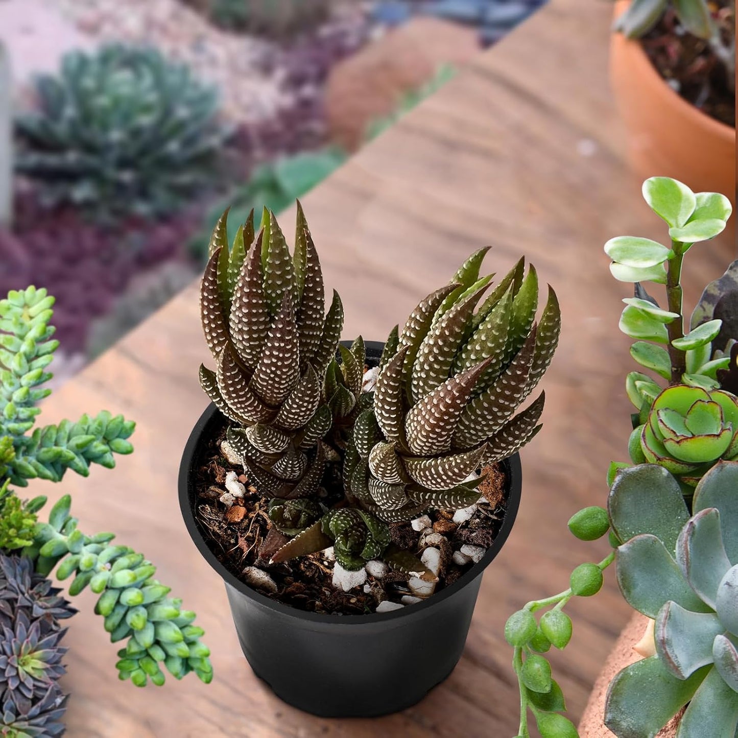 Sprout N Green Haworthia coarctata VAR. adelaidensis, Rare Live Succulent Plant Fully Rooted in 2inch Starter Pot, Home Office Indoor Outdoor Wedding Decoration DIY Projects Party Favor