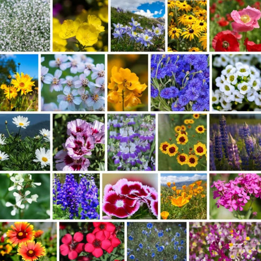 Pacific Northwest Wildflower Seeds - 1 Lb ~640,000 + Non-GMO Seed - 25 Varieties Including Poppy, Larkspur, Daisy & More - Pollinator Mix for Planting Outdoors