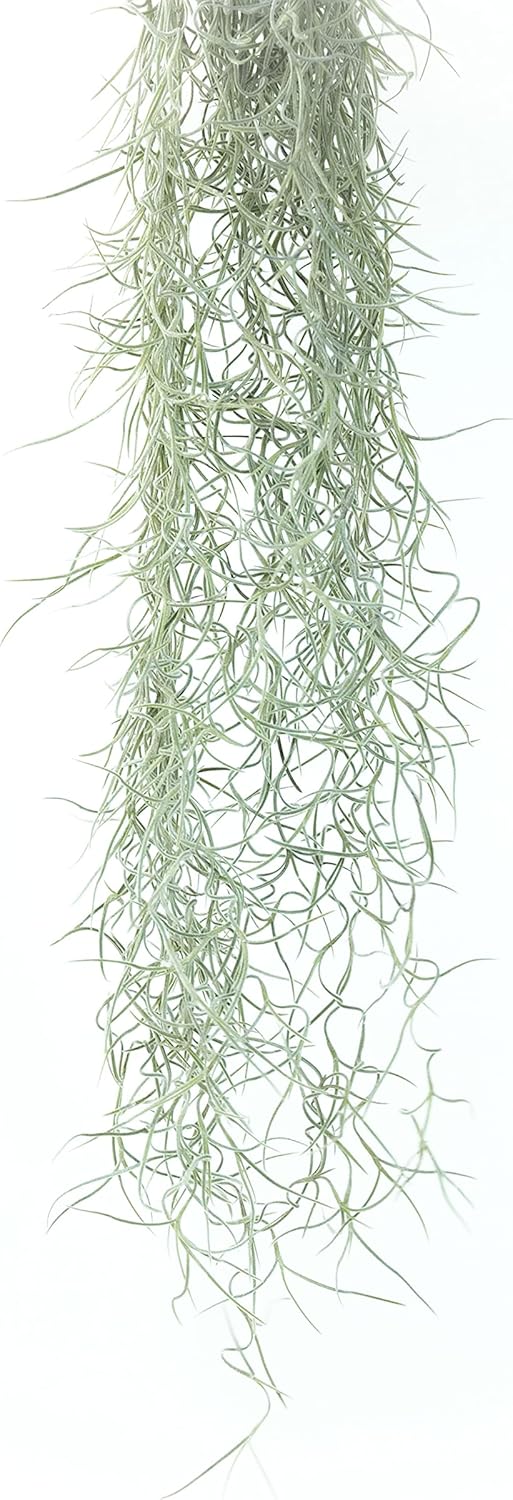 Thick Colombian Spanish Moss Live Strands with Wire Hook - Tillandsia Usneiodes - Live Tillandsia Succulent House Plants - Home and Garden Decor - Easy Care Indoor and Outdoor Plants