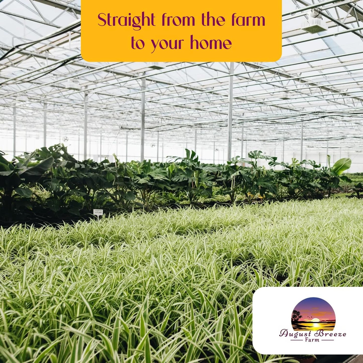 Spider Plant Variety Pack - 4 Spider Plants Live House Plants - Ocean, Hawaiian, Green, Bonnie Curly - Perfect for Home Garden & Office Decor - Ideal for Indoor Air Quality & Easy to Care