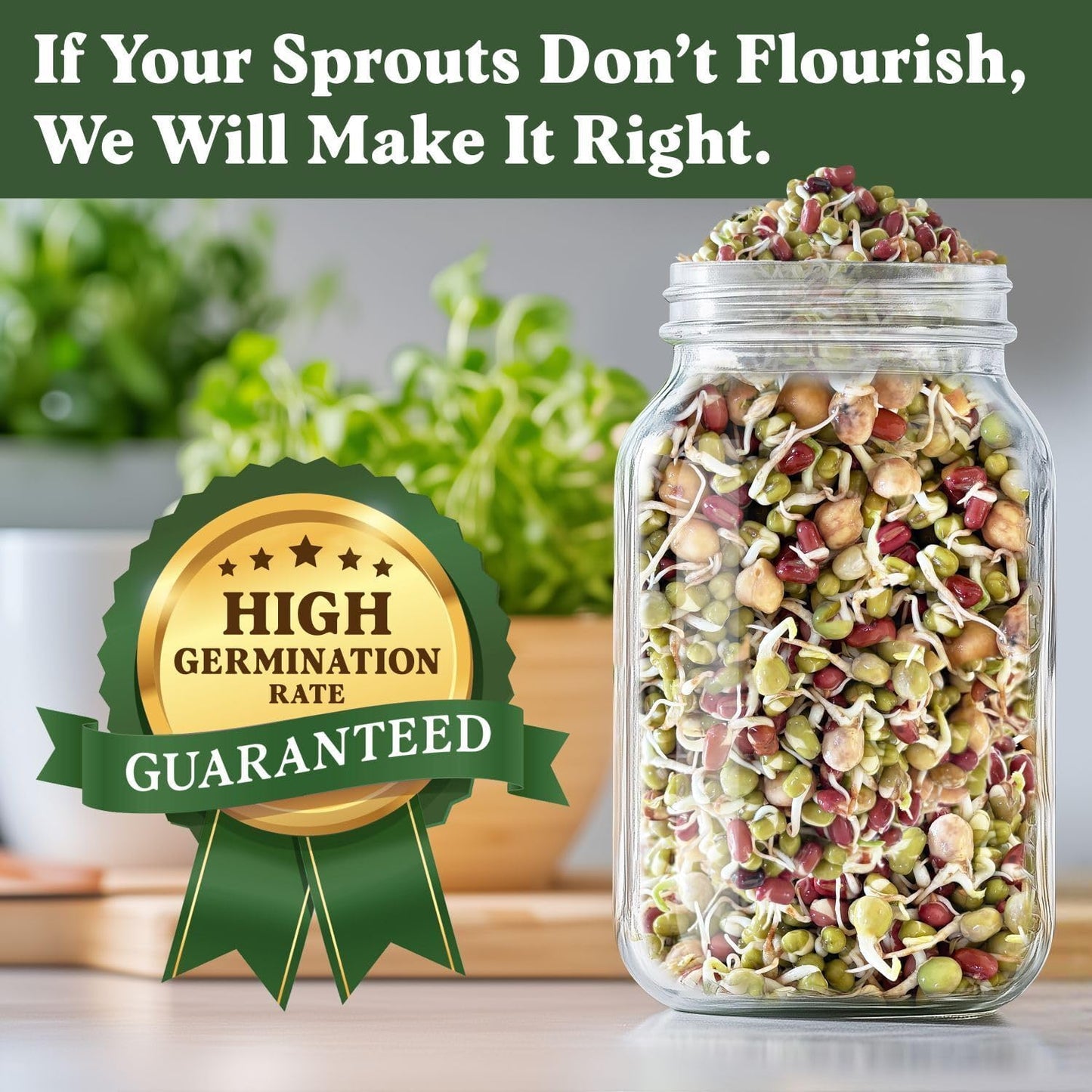 Seedboy Organic Sprouting Seeds - Protein Blend Variety - Non-GMO, USA Grown Microgreens Mix - Garbanzo, Mung, Adzuki Beans, Green Pea - Makes 2 Quarts of Sprouts, 12 Servings (8 oz) (Protein Blend)