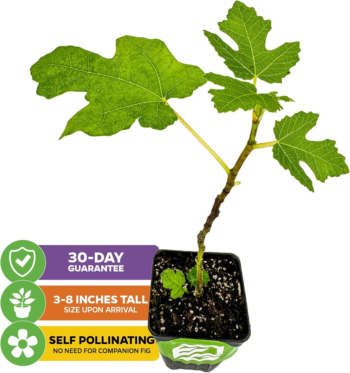 Black Mission Fig Tree Live Plant - Ficus carica - Wellspring Gardens Starter Plant