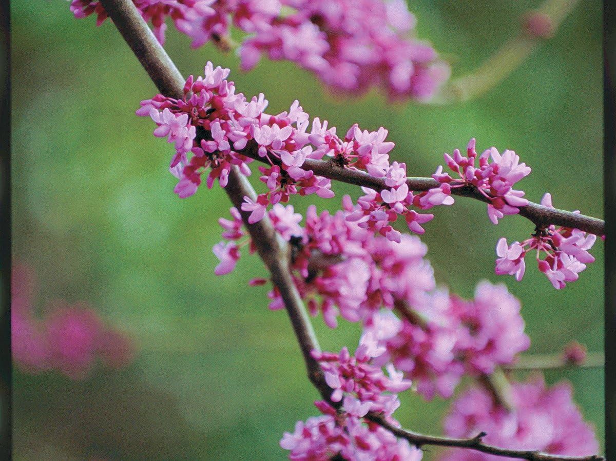 Eastern Redbud Tree (Cercis) - Live Plant - (2.5 QT)