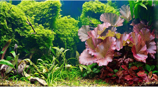 Aquarium Background Underwater Grass Leaves Pebble Aquarium Backdrop Vivid and Fresh Green Aquatic Plant Background Stone River Bed DeadWood Purple Leaves Tank Background Decor Vinyl 72x24in