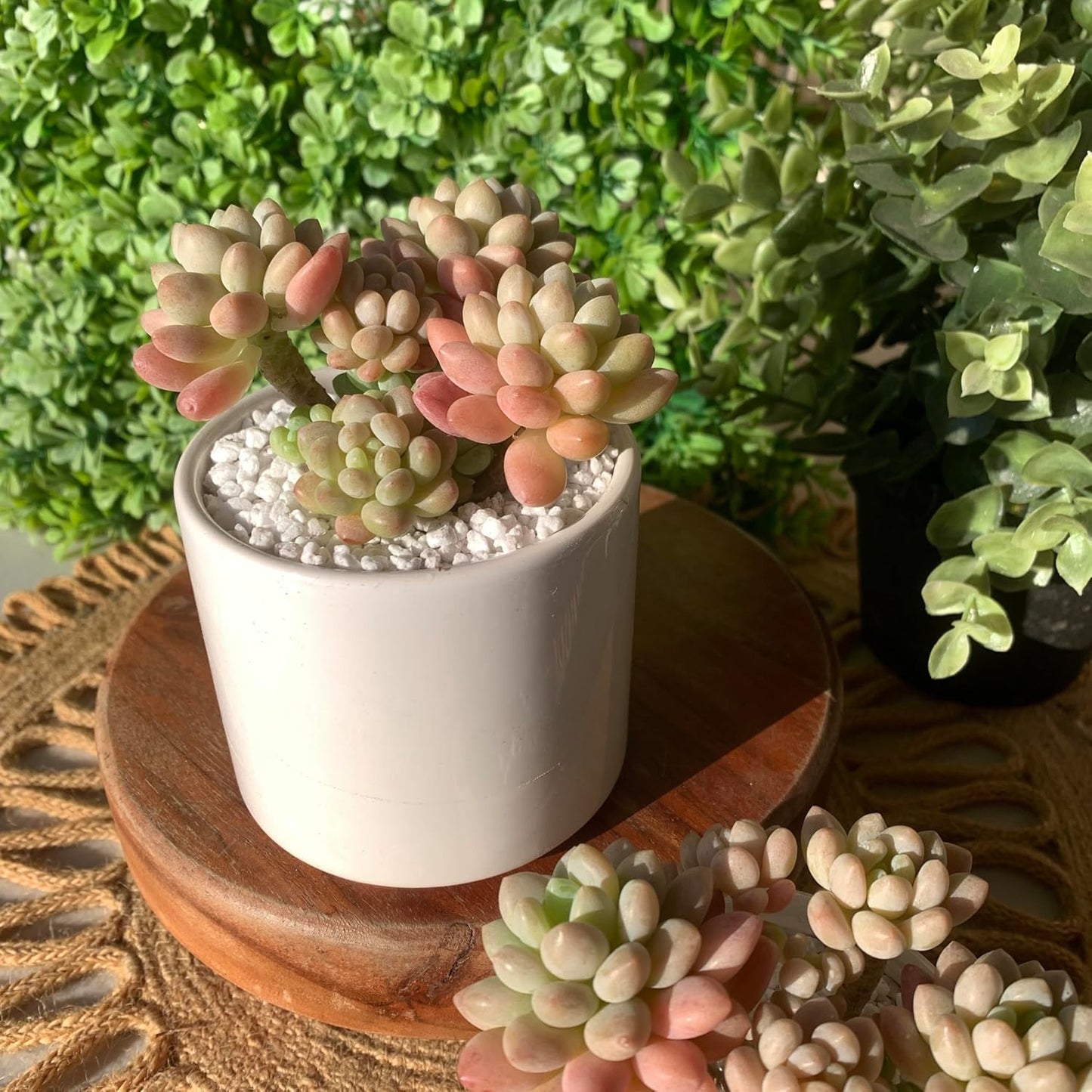Sedum Caviar Rare Live Succulent Plants, Pink Cluster 3 Live Plant, Package Without Pot Soil, Garden Indoor Office Desk, Wedding Party Baby Shower Decoration, Friend Plant Lovers Gifts