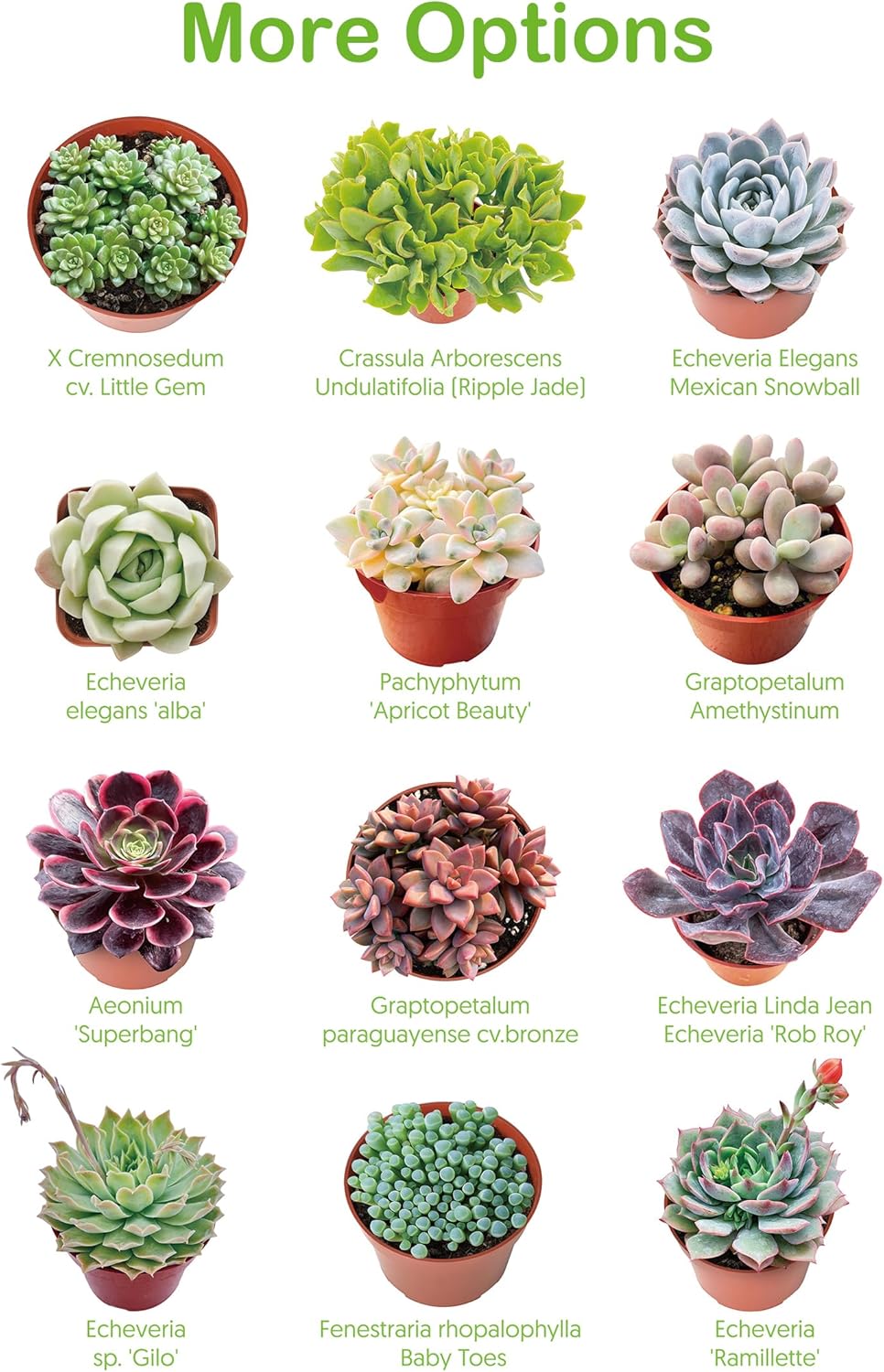 Live Succulent Plants Echeveria 'Agavoides Horse', Easy Care Potted Succulents, Approx 4" D x 4" H, Indoor Houseplant, Unique Gifts, Home Office Décor