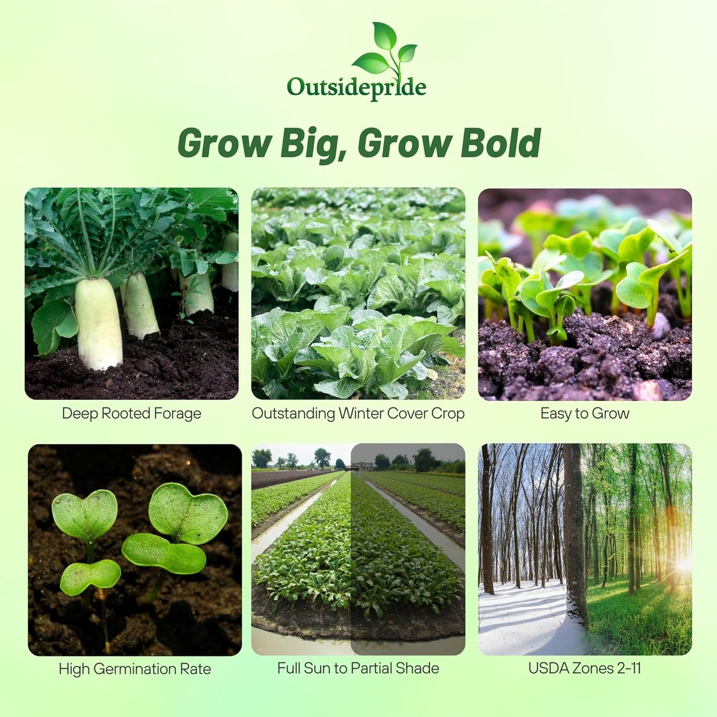 Outsidepride Annual Daikon Radish Seeds - 50 lbs. Chinese, Japanese, & Oriental Radish Seeds for Soil Health, Erosion Control, & Soil Aeration - Ideal for Gardens, Cover Crops, Pastures, & Food Plots