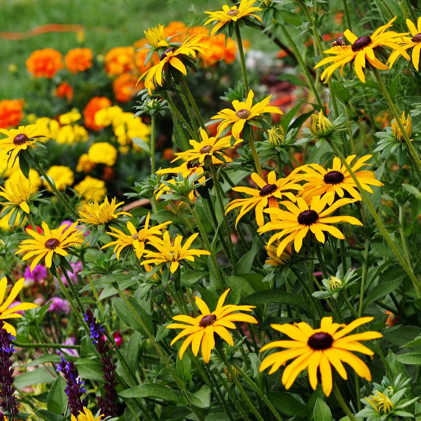 Wildflower Seeds Bulk - Meadow Wildflower Seed Mix, 5 Lbs Bulk, Annual & Perennial Wildflowers Seeds for Planting, Wild Flower & Grass Garden Mixture, Mountain Valley Seed Company