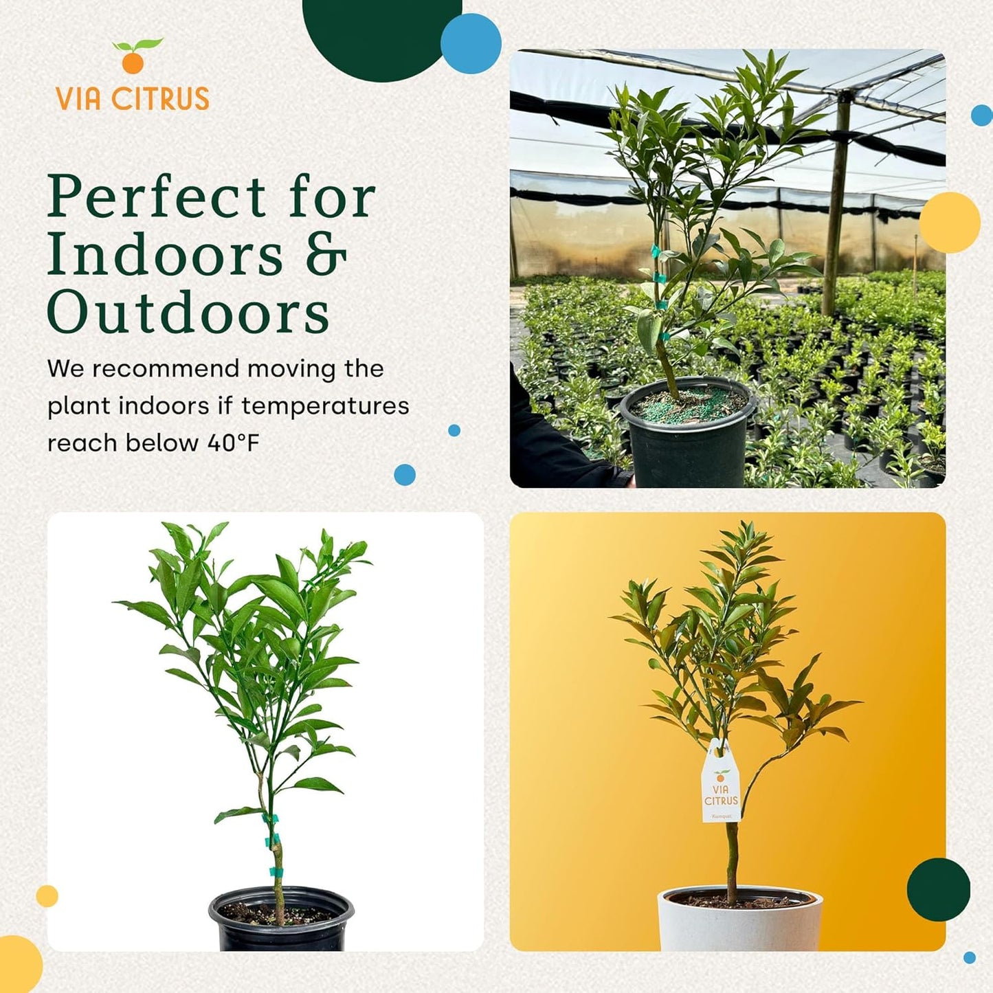 Grafted Kumquat Live Plants Outdoor Plant - Sweet Kumquat Tree, Fruiting Tree Cannot Ship: CA, AZ, TX, LA, Patio Fruit Trees, Indoor Fruit Trees Live Plants, Kumquats Plant by Via Citrus