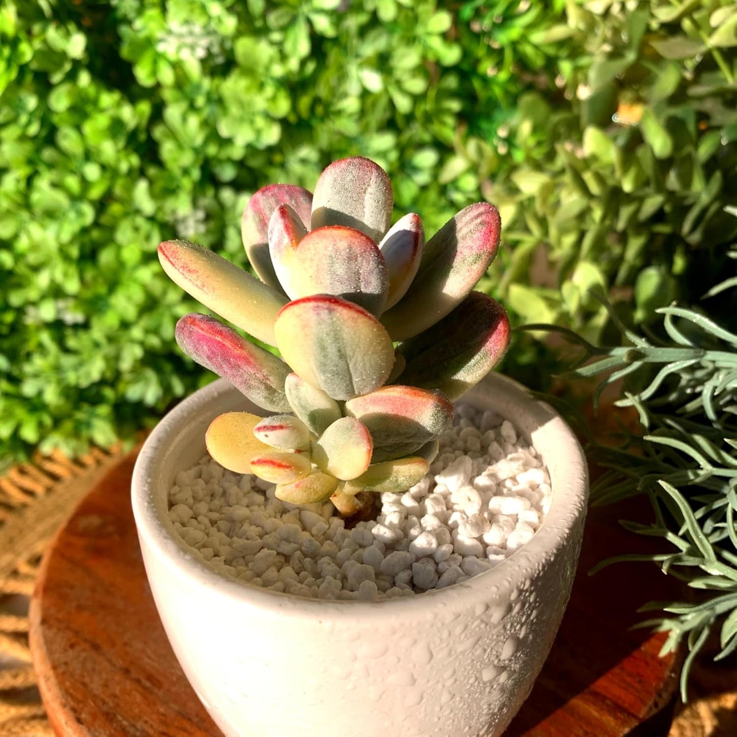 FWPP Live Succulents Plants Cotyledon Orbiculata cv. Variegated 2.5 inches,Rare Succulents Bare Root Without Pot Soil, Live Plants Indoor Office Decoration Wedding and Gift