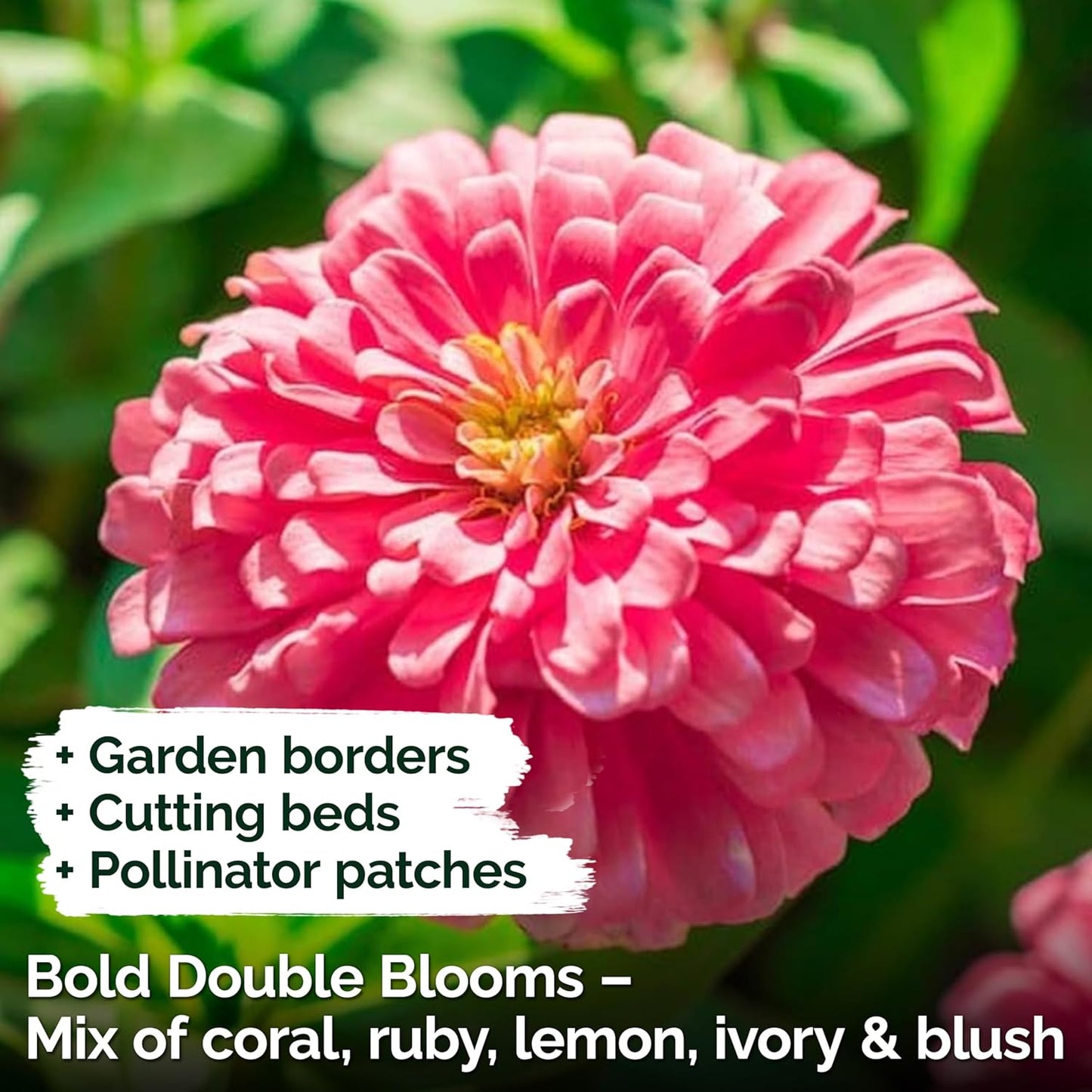 KVITER 550 Crazy Blend Zinnia Seeds for 2025 (Zinnia Elegans) – Double Zinnia Seed Mix, Heirloom Pollinator Magnet – Ideal Flower Seeds for Planting in Cutting Garden, Borders, Containers