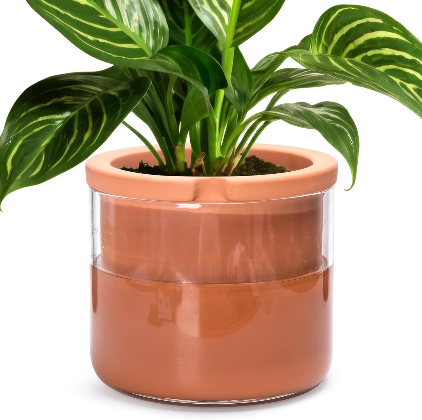 Phoenix Vine 8 Inch Self Watering Planter Pots, Design White Terracotta Pots for Plants, Indoor Cylinder Terra Cotta Pots with Glass Vase, Set of 1, 51-A-H-1