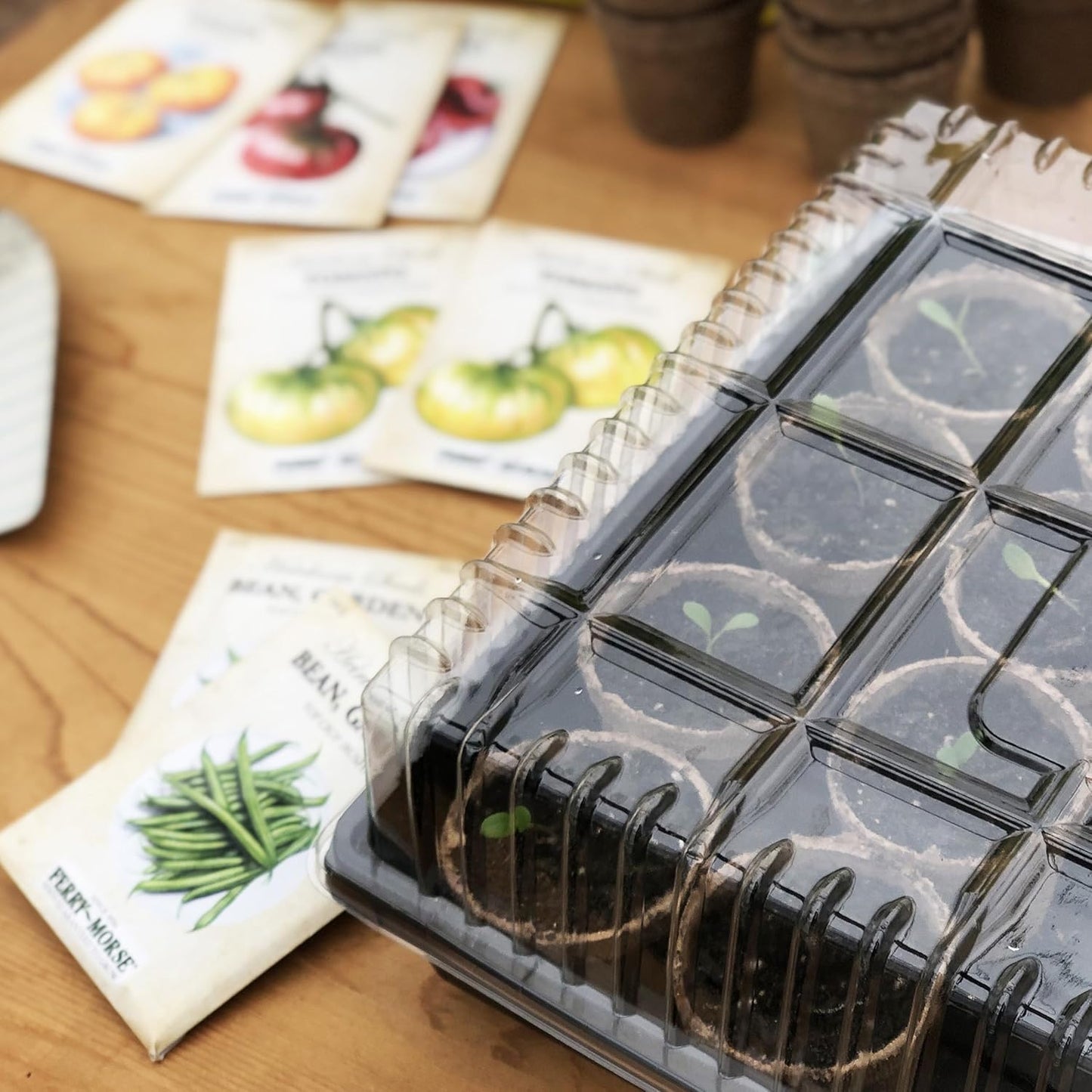 Jiffy Seed Starting Dome Clear Humidity GRO-Dome, 11 in. x 22 in. - 10 Domes