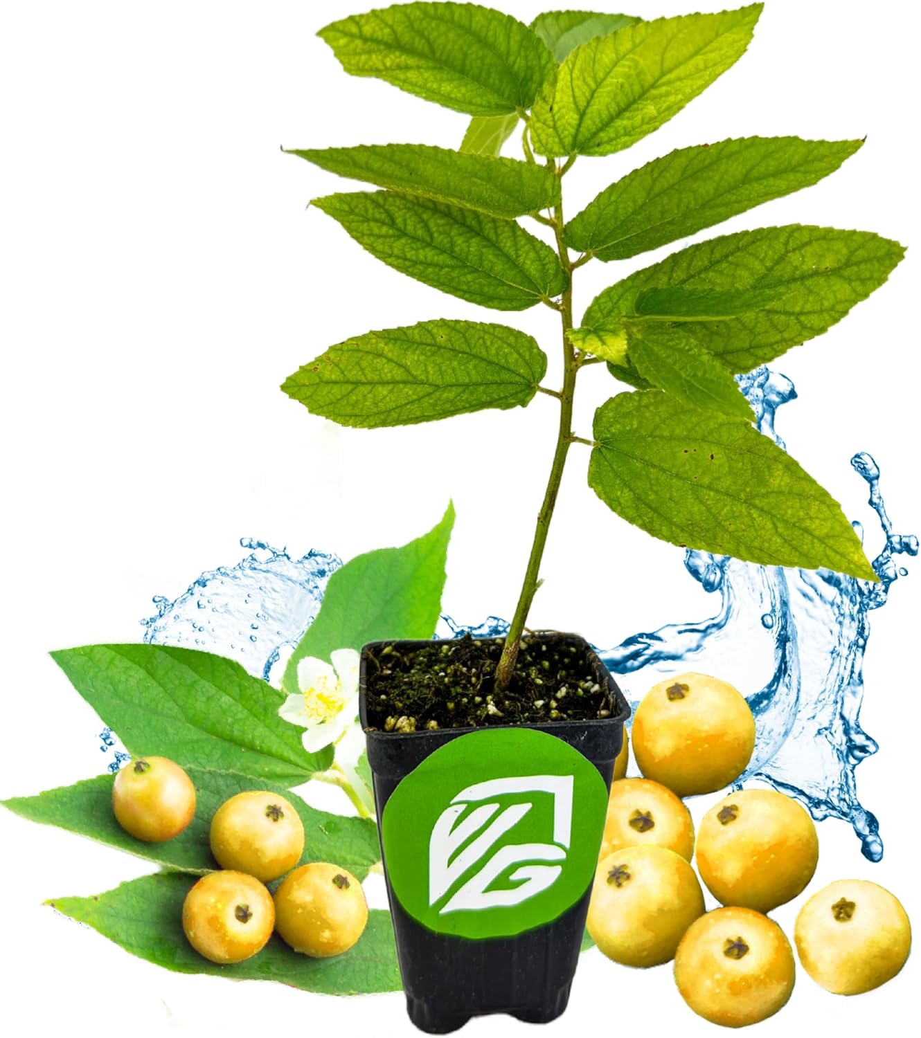 Yellow Jamaican Cherry Tree - Muntingia calabura by Wellspring Gardens - Vibrant, Hardy, Ornamental, Sustainable, Easy-Care, Sweet-Fruited, Edible-Cherry, Backyard-Beauty - Starter Plant