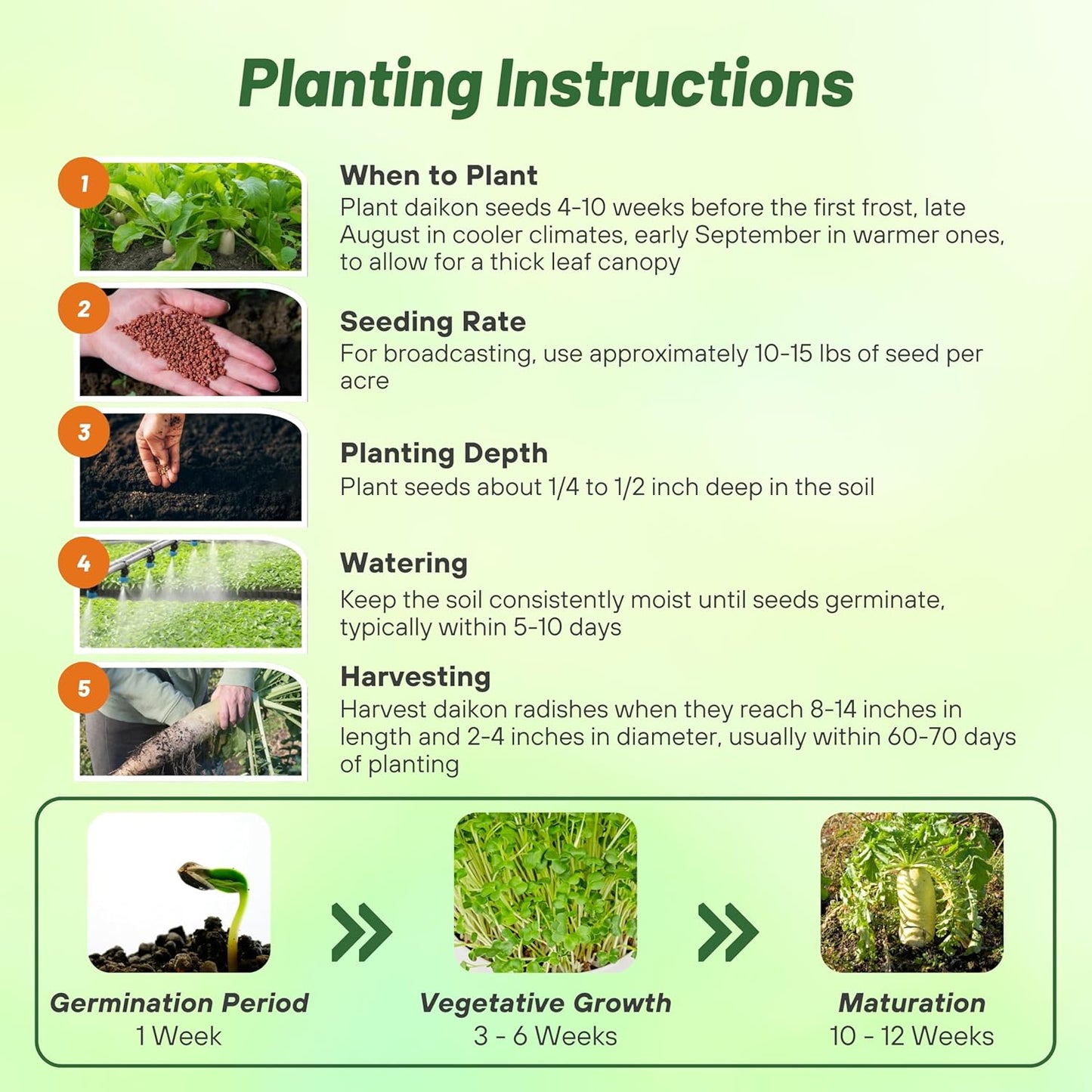 Outsidepride Annual Daikon Radish Seeds - 1 lb. Chinese, Japanese, & Oriental Radish Seeds for Soil Health, Erosion Control, & Soil Aeration - Ideal for Gardens, Cover Crops, Pastures, & Food Plots