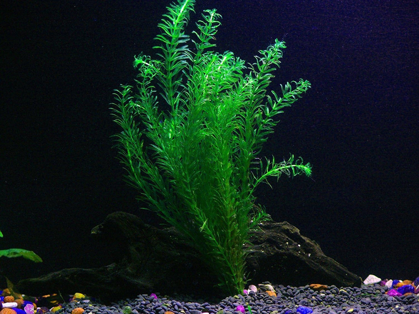 Anacharis and Hornwort Bundle for Ponds and Aquariums