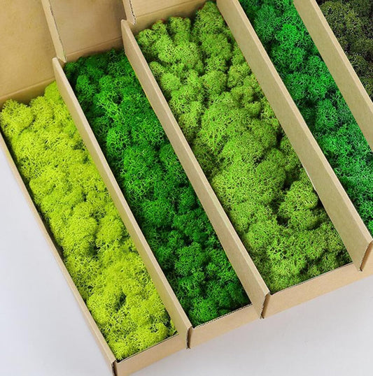 5 Color Mix Pack Preserved Reindeer Moss Natural Green DIY Kit Gardenning Art Wall Decor Florist Decor (1 lb)(Green-01 Green-02 Green-03 Green-04 Green-06)
