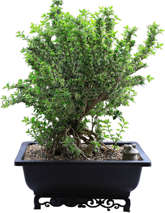 Bonsai Pot – 2-Pack 14 Inch Large Bonsai Training Pot with Eelegant Stand – Rectangular Bonsai Pots with Mesh Drainage – Luxurious Bonsai Tree Pots Indoor Made with Recycled Plastic