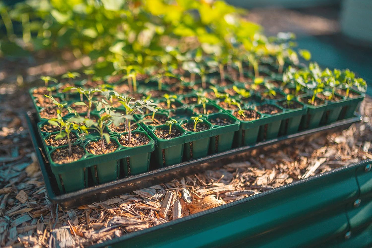 Vego garden Standard Seedling Trays Without Lids, 16 Pack for Seedlings Reusable Propagator Growing Starter Tray, Germination Trays Kit for Greenhouse/Garden (8-Cell per Tray)
