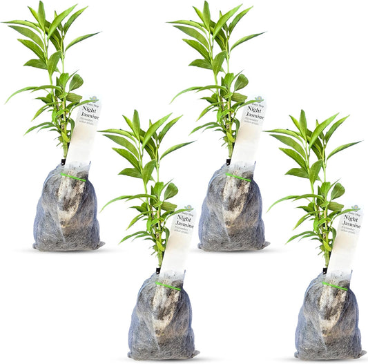 Night Blooming Jasmine Live Plant - Cestrum Nocturnum. Fragrant Flowering Shrub for Garden, Patio or Window (4 ngt.jas sacs)